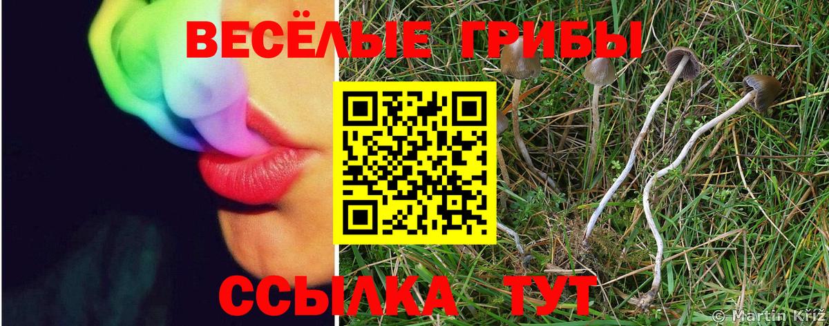 Псилоцибиновые грибы прущие грибы Анжеро-Судженск